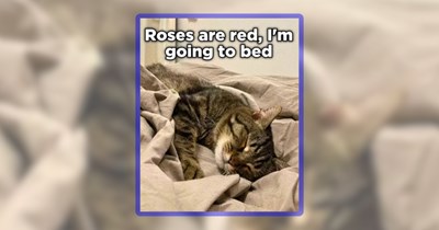 30 Feline Funnies Featuring the Most Cat Pawsts of the Week
