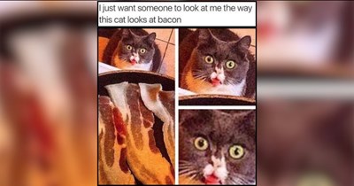 Good Morning Meows of Cat Memes for Pet Owners Running on Coffee and Cuddles (July 17, 2026)