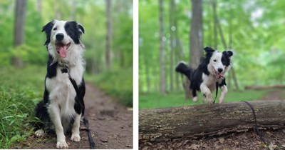 'I never even considered giving him back, because you don't abandon family': Struggling 16-year-old makes appreciation post for his beloved border collie, and all that the dog has taught him 