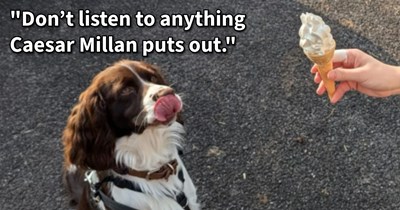 18 Brilliant Beginner Dog Training Tips from Experienced Pupper Pawrents