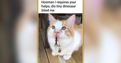 24 Gentle Cat Memes to Brighten Your Heart One Purr at a Time