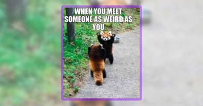 31 Cute Critter Memes to Satisfy Your Wildlife Cravings