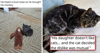 Your Weekly Meowgazine: 20 I Can Has Meowments for a Cozy Caturday of Whimsey and Wholesomeness (July 18, 2026)