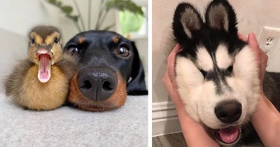 28 Adorable Baby Animals to Bring Soft Smiles and Joy to the End of Your Week