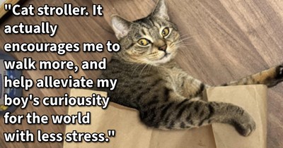 Gimmick or Gold?: 16 Cat Products That Promised Purrfection and Delivered
