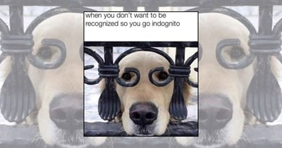 A Pawsitive Pick-Me-Up in the Form of 22 Happy Dog Memes 