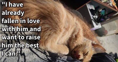 5 week old kitten found abandoned and hungry in cat lover’s yard gets loving furever home with endless treats after cat mom never returned to collect him, rescuer says: ‘He spent basically 48 hours clinging to me when he wasn't eating’