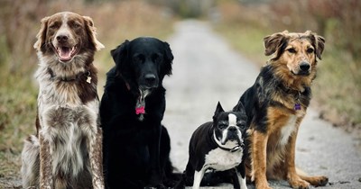 Dog owner of 4 senior dogs plans 2-week vacation and demands sister take her dogs in for the entire time, sister refuses: ‘I don’t know how to properly care for dogs like that’