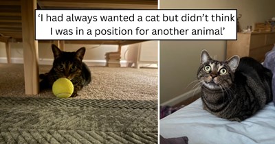 A grieving cat lover wasn't ready for another pet, but one small stray kitten had other plans