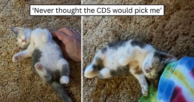 After a 12-hour night shift, one fearless calico kitten climbed onto a stranger's shoulder and refused to leave