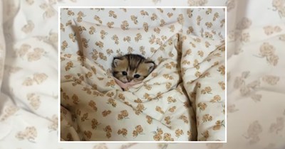 26 Cozy Kitties With a PhD in Making Humans Smile