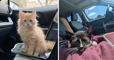 27 Passenger Princess Cats Ready to Drive Your Stress Away
