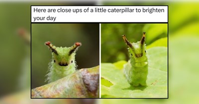 22 Tiny Animal Explorers Full of Boundless Curiosity