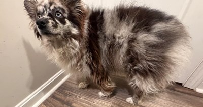 Couple buys a "Mini Aussie," then starts wondering what breed their dog really is
