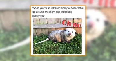 27 Trashy Wildlife Memes of Animals You Literally Find in Your Trash