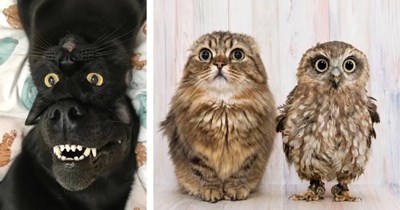 A Wholesomely Adorable Animal Compilation to Fill Your Heart With Wild Little Wonders