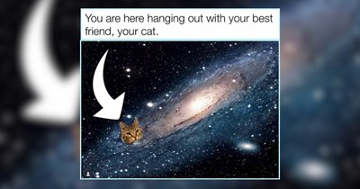 Sunday Silliness of Pocket Sized Cat Memes For Full Kitty Chaos 