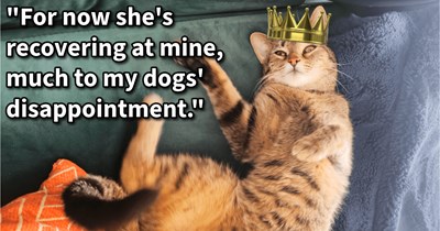Abandoned cat saved from 2nd round of pregnancy by cat lover who spayed, spoiled and put her up for adoption, giving her full indoor purricness transformation ahead of joining her new family, says: ‘They have fallen in love with her and will adopt her.’