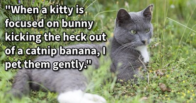 12 Tricks to Push Past Your Feral Feline’s Touch Barrier and Gain a Cuddly Cat Child