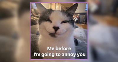 24 Nuggets of Sunshine and Cat Memes to Mitigate Monday Moodiness 