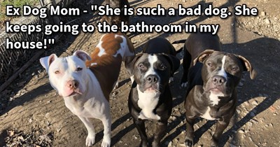 Puppy abandoned by neglectful neighbor who tied it to dog mom’s fence given loving home with 5 canine siblings after months of forced indoors potty, rescuer says: ‘She's doing great and has adjusted into my small family quicker than I could have hoped.’