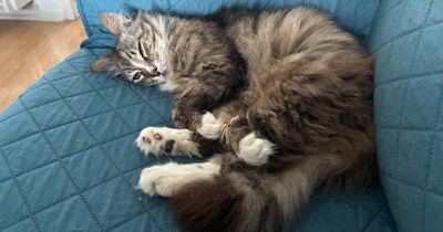 Selfless man adopts senior Norwegian Forest Cat only two months after his cat crosses rainbow bridge, teaching him that when one door closes another one opens