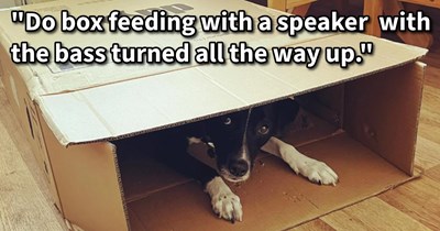 Desensitizing Your Dog: 13 Tips Proposed by Pawrents to Emotionally Prepaw Your Pupper to Deal with Loud Noises