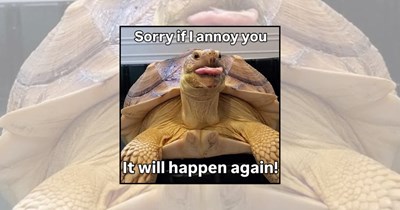 21 Turtle Memes Celebrating Tiny Reptiles With Built-In Homes, a Slow-and-Steady Approach to Life, and Crunchy Lettuce Snacks