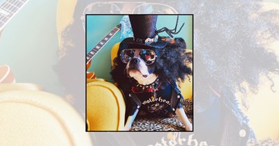 ‘Who Let the Dogs Rock?’: 21 Pupstars Serving Rockstar Looks With Guitars, Sunglasses, and Wild Wigs