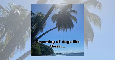 ‘Keep palm and carry on’: 23 Relaxing memes for people enjoying these sunny summer days under a palm tree