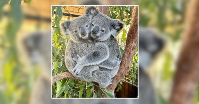 25 AwwDorable Koalas Who Turn Every Tree Into the Coziest Spot on Earth