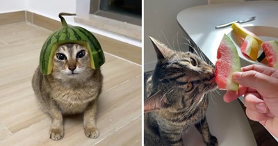 A Refreshing Batch of Watermelon-Loving Cats to Sweeten Your Summer Day