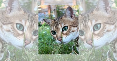 22 Wholesome Cats for a Softer Day on the Internet (July 17th, 2026)