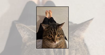 'Personal Space? Never Heard of It': 25 Velcro Cats Sharing Your Lap, Your Pillows, Your Shoulders, and Every Inch of Your Personal Space