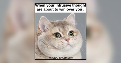 Chaotic Cat Memes Celebrating Felines Fully Committed to Their Worst Ideas