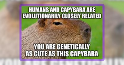 25 Chill Animals Serving Serene Memes to Make Your Monday Mellow