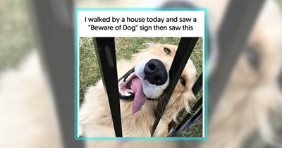 28 Wholesome Woofers for Dog Lovers and Their Doggo Friends