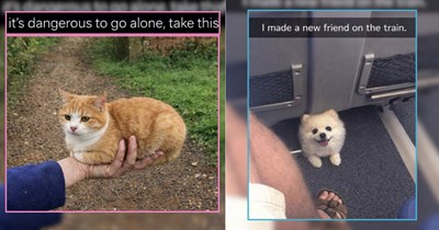 30 Cozy Cats and Cuddly Canines for a Comforting Scroll