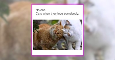 25 Wholesome Whiskered Memes to Meow-Up Your Day With Cats