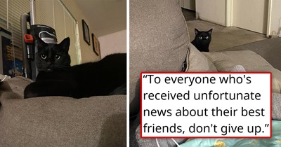 After being told that they only have a few months left with their cat, her owners decide to bring her home and make every moment count; she surprises them by living two more years and still going strong: 'Never underestimate one's will to live'