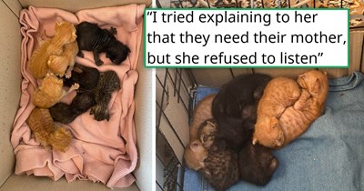 'Now they don't recognize me, but I am happy that they lived': Person saves 7 newborn kittens who were forcibly taken from their mother by a neighbor, reuniting them with their mom and taking care of them until a friend adopted them all