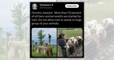 'Oh you're a catholic? Name all the cats': Monday Mania Featuring 21 Furiously Fluffy Feline Funnies for a Zoomie-Fueled Week
