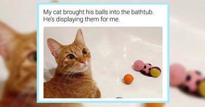 29 Soft Cat Memes Fur When You've Had a Hard Day