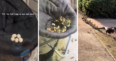 Watch How These 5 Duck Eggs Carefully Kept on a Porch Chair Turned Into a Family of 18 Ducklings and Their Proud Momma