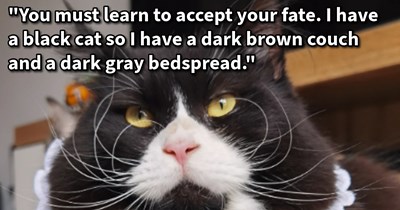 16 Helpful Feline Fur Hacks So You Won’t Be Furever Covered in Cat Hair