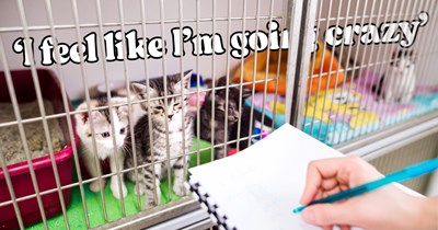 'They know that these kittens are mine': Foster cat mom cancels family reunion after shelter says the bonded kittens she planned to adopt could go to someone else