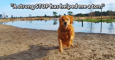 13 Ways to Handle Lunging Off Leash Doggos and Protect Your Pupper  