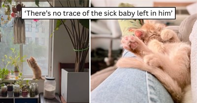 After a difficult start, one tiny rescue kitten grows into the confident little fluffball everyone hoped for