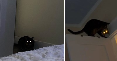 26 Cats That Turn Into Sleep Paralysis Demons the Second the Lights Go Out