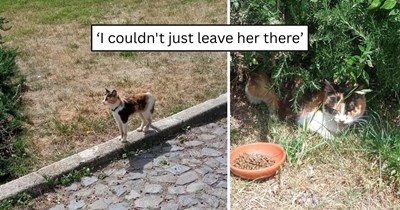 A skinny stray cat walked into the right parking lot, then climbed into the lap of the person who could save her